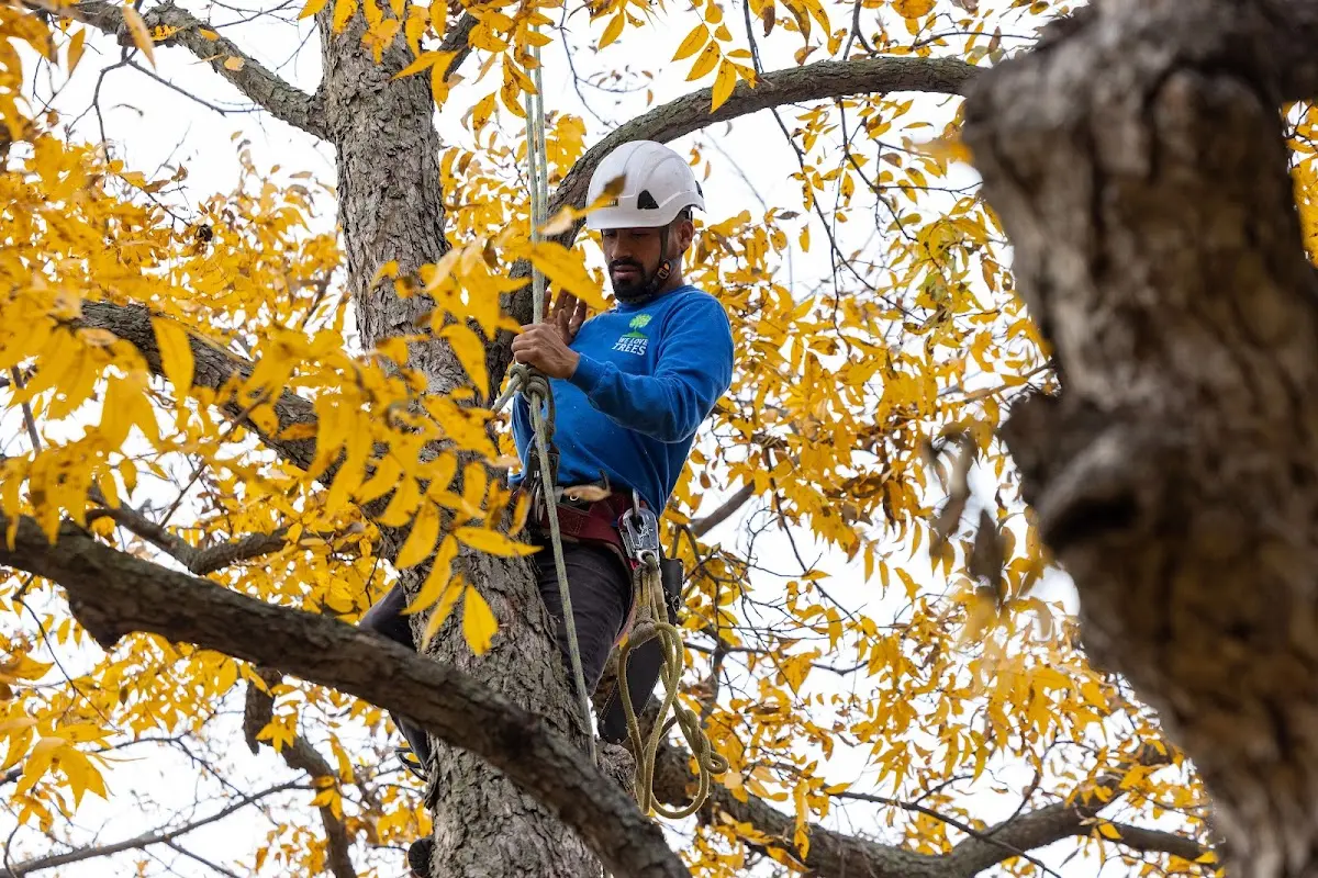 Skilled Tree Transplanting crew working in Woodville